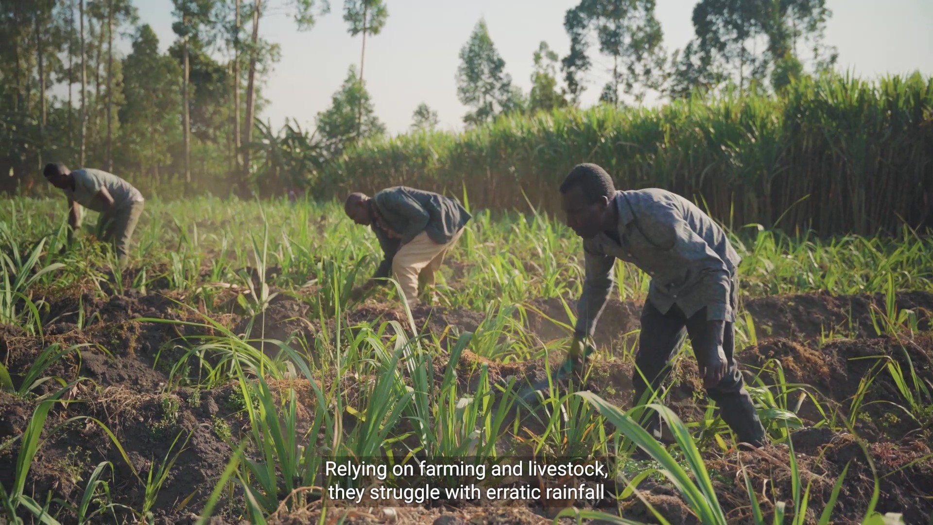 Development Bank RUFIP III - Arsi Zone Saving & Credit Cooperative Union Duro Shalla LTD Documentary - frame at 0m8s