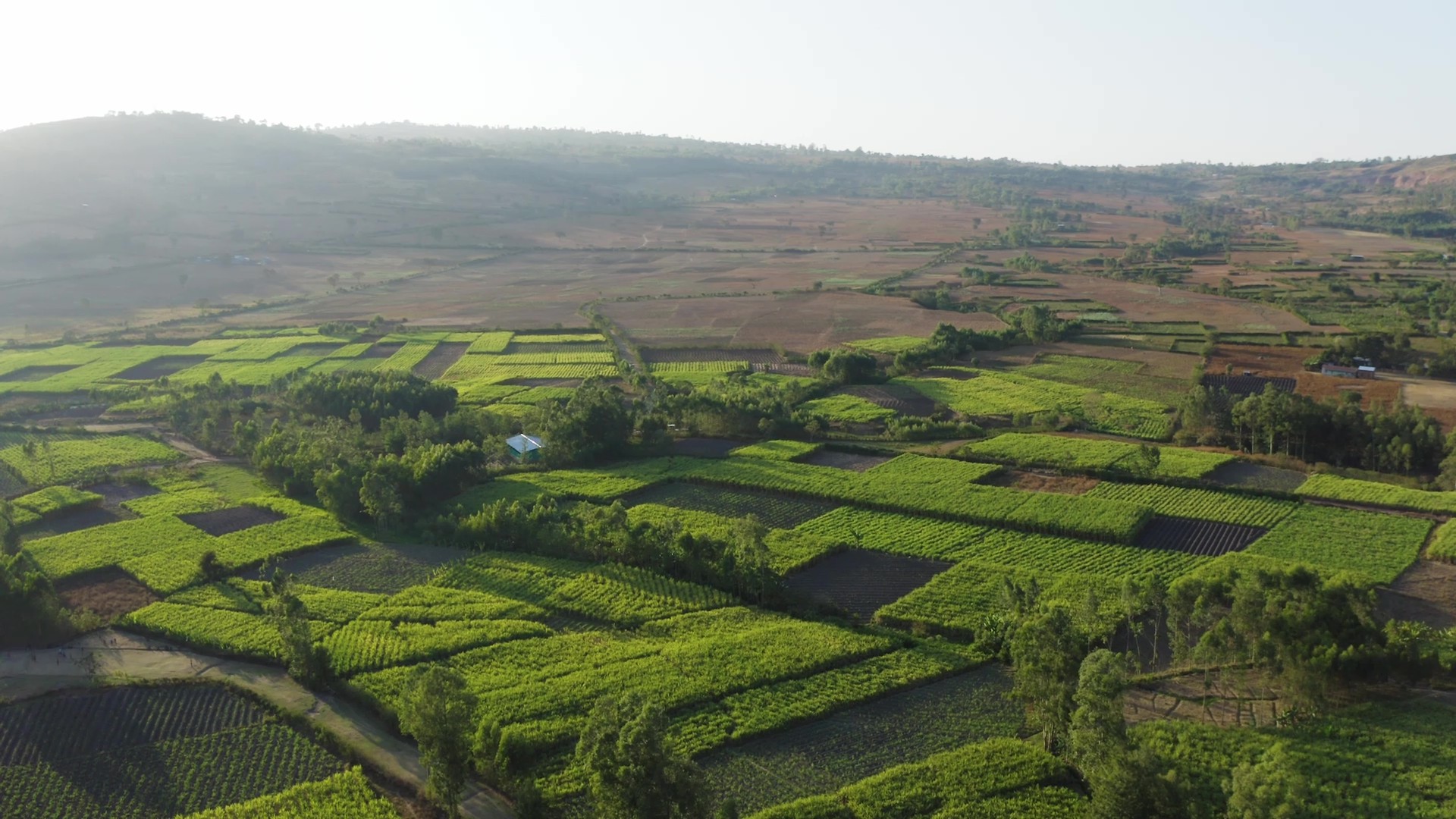 Development Bank RUFIP III - Arsi Zone Saving & Credit Cooperative Union Duro Shalla LTD Documentary - frame at 1m10s