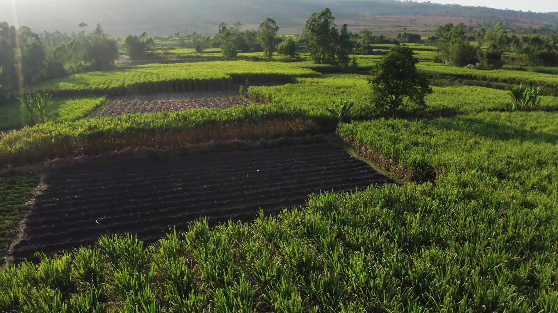 Development Bank RUFIP III - Sidama Bank Sc (Documentray) - frame at 4m1s